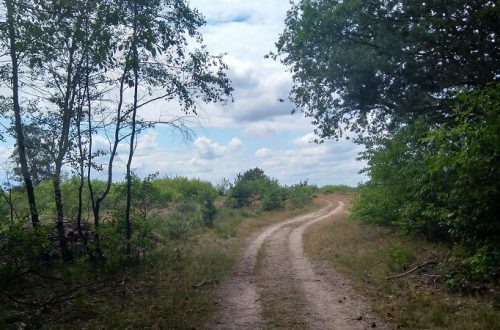 Summer hiking in the netherlands on the veluwe