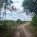 Summer hiking in the netherlands on the veluwe