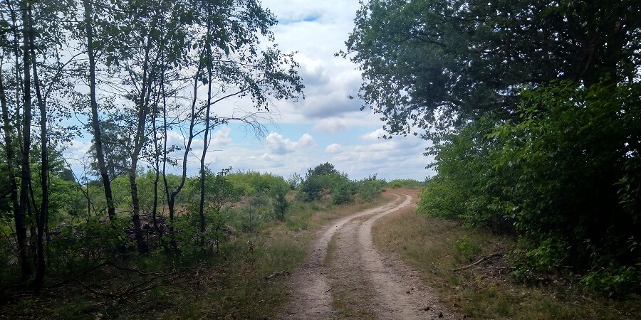 Summer hiking in the netherlands on the veluwe