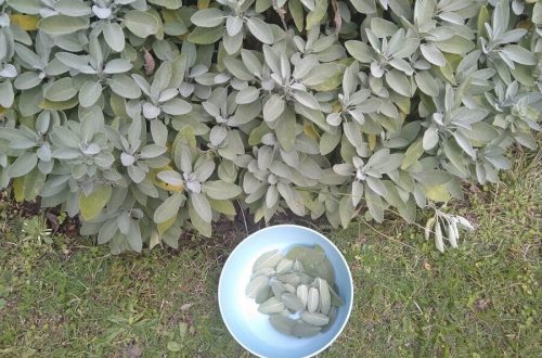 Drying sage 1