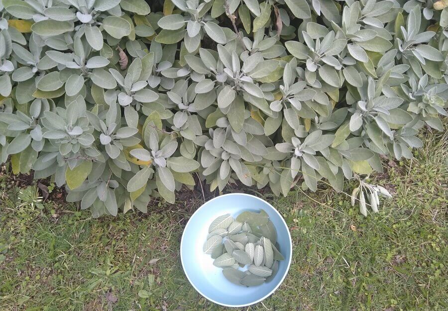 Drying sage 1