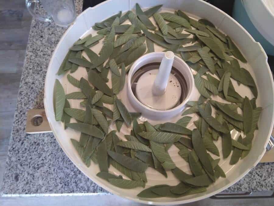 Drying sage 3