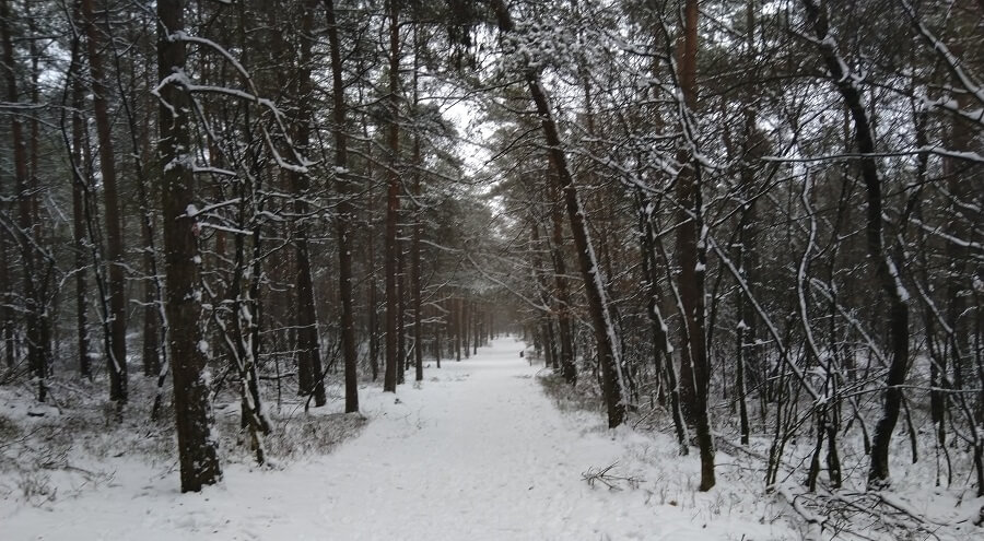 Winter hiking in the netherlands