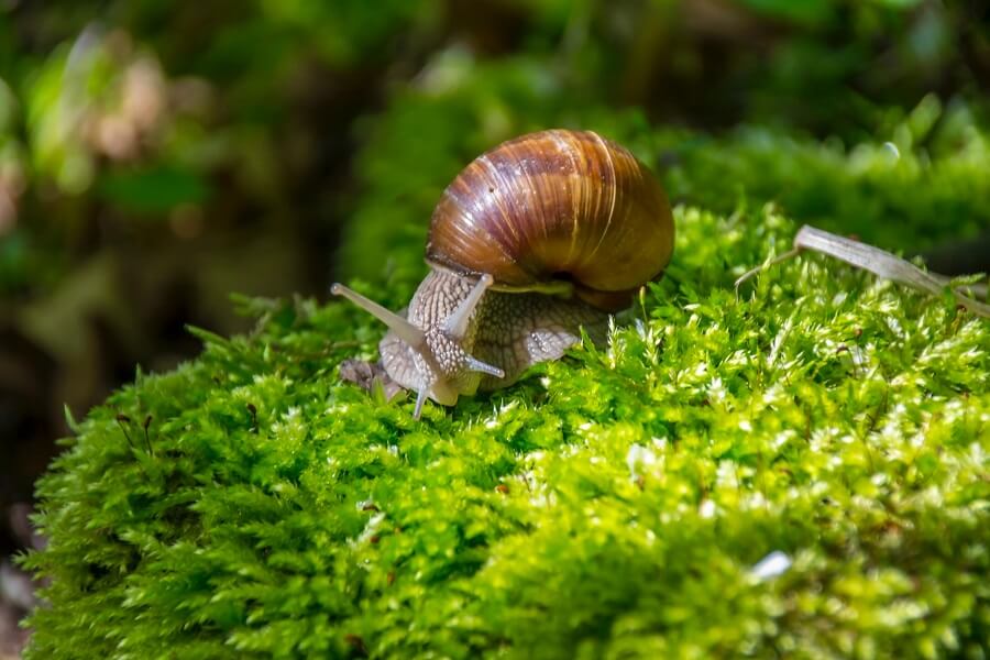 snail-on-moss