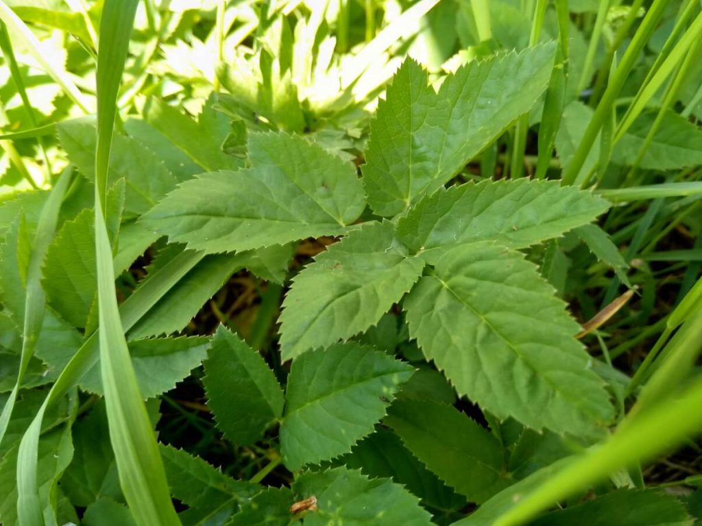 ground-elder1