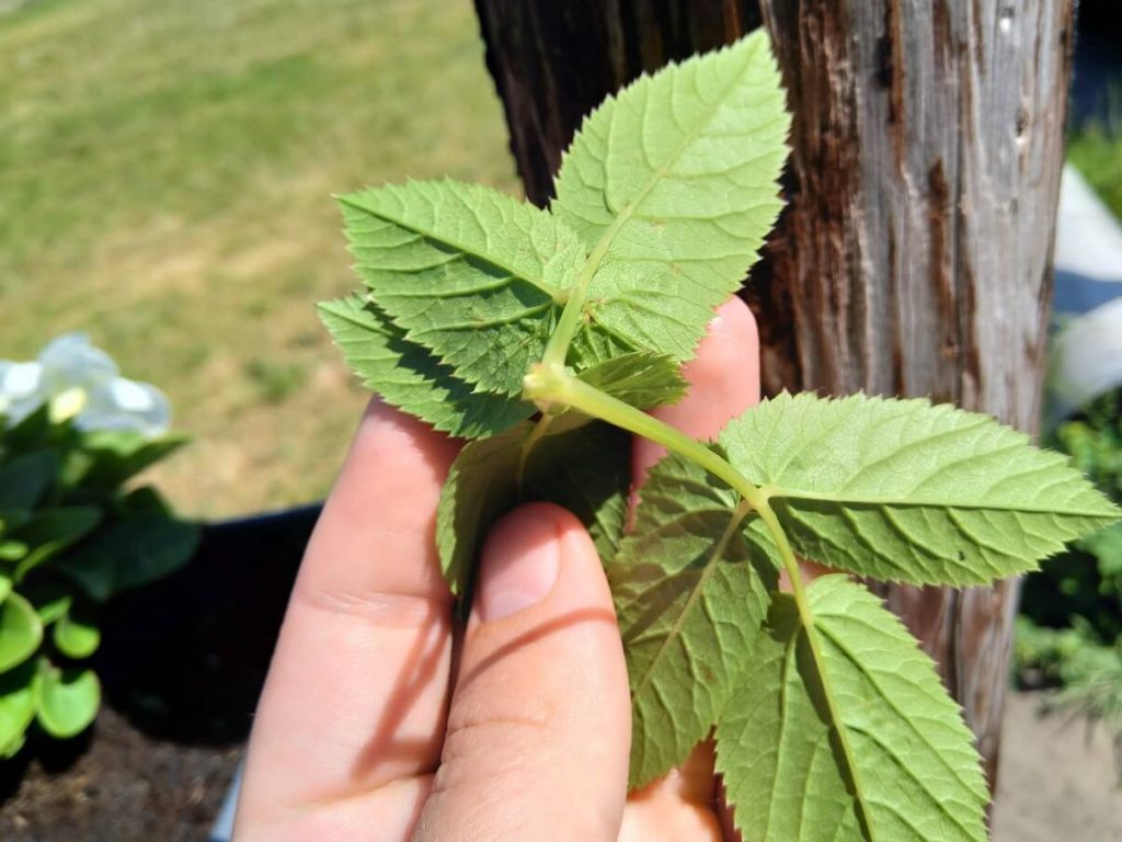 ground-elder2