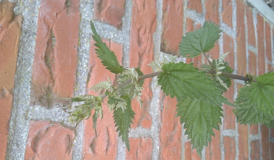 stinging-nettle