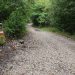 camino-frances-waymarker-forest